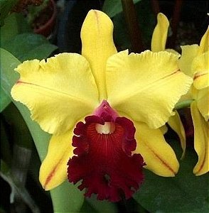 Orquídea Cattleya Blc Toshie Aoki Wine Flare