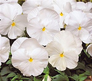 Amor-Perfeito Gigante Suíço Branco - Kit c/ 20 sementes