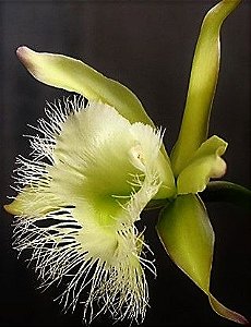 Orquídea Rhyncholaelia digbyana