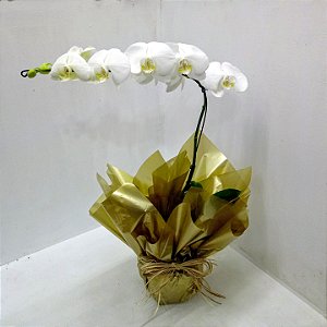 Orquidea Phalenoplis Branca