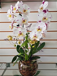 Orquídea Cascata Variada no Aquário
