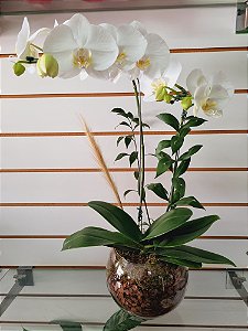 Orquídea Phalaenopsis Branca no Aquário