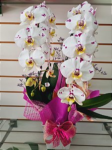 Orquídea Cascata Variada  no Cachepô