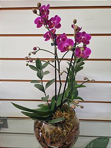 Mini Orquídea no Aquário