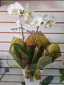 Orquídea Phalaenopsis Branca no Cachepô