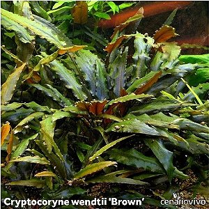 Cryptocoryne wendtii 'Brown'