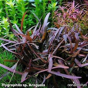 Hygrophila sp. "Araguaia"