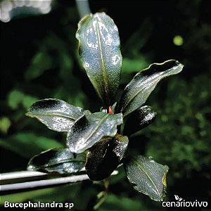 Bucephalandra sp