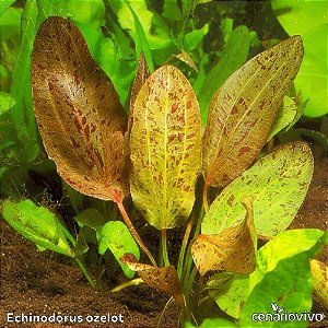 Echinodorus Ozelot