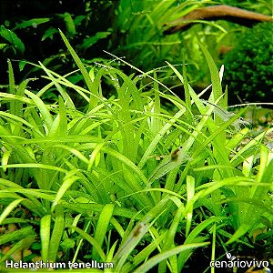 Echinodorus / Helanthium tenellum