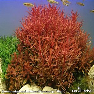 Ammannia praetermissa (Nesaea sp red)