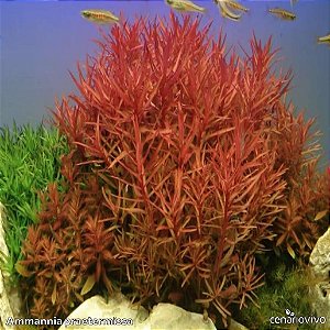 Ammannia praetermissa (Nesaea sp red)