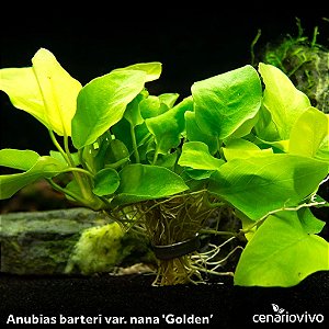 Anubias barteri var. nana 'Golden'