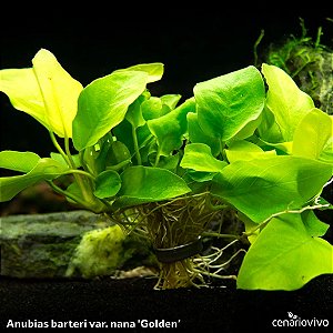 Anubias barteri var. nana 'Golden'