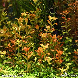 Bacopa sp. Red
