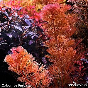 Cabomba Furcata