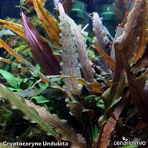 Cryptocoryne Undulata
