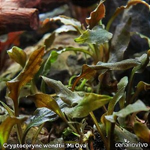 Cryptocoryne wendtii 'Mi Oya'