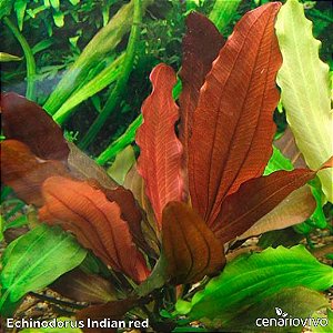 Echinodorus Indian red