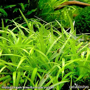 Helanthium tenellum parvulum