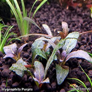 Hygrophila Purple