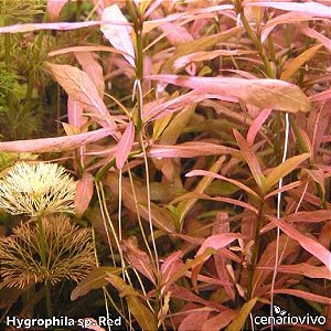 Hygrophila sp. Red