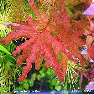 Ludwigia inclinata red