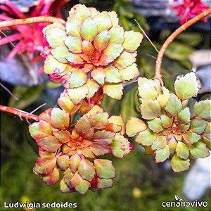 Ludwigia sedoides