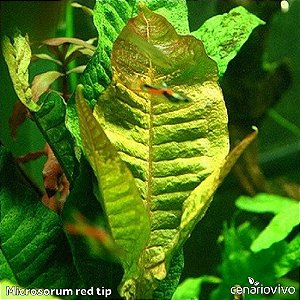 Microsorum red tip