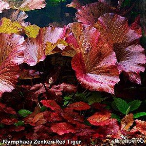 Nymphaea Zenkeri Red Tiger