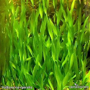 Vallisneria spiralis