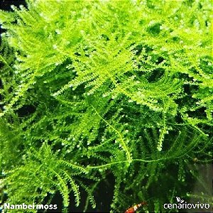 Musgo Nambei Moss