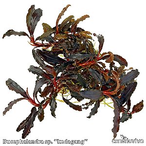 Bucephalandra sp "kedagang"