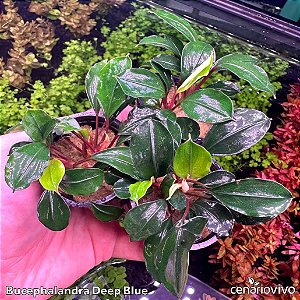 Bucephalandra deep blue