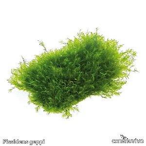 Fissidens geppi