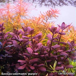 Bacopa salzmanni 'purple'