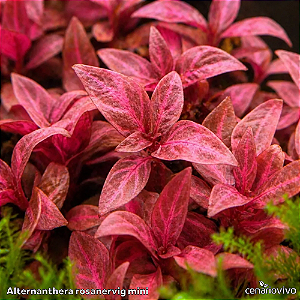 Alternanthera rosanervig mini