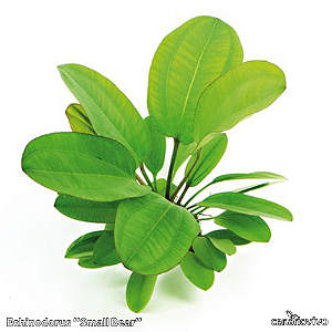 Echinodorus "Small Bear"