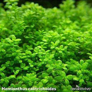 Hemianthus callitrichoides 'Cuba'