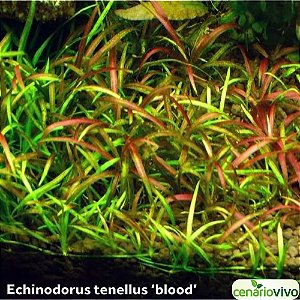 Echinodorus tenellus 'blood'