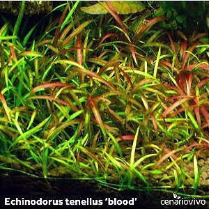 Echinodorus tenellus 'blood'