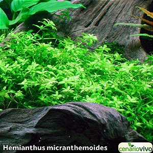 Hemianthus micranthemoides