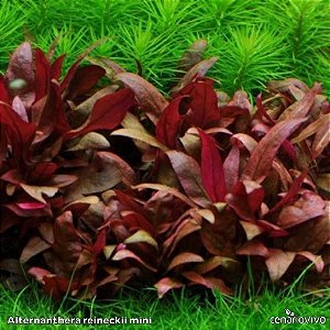 Alternanthera reineckii mini