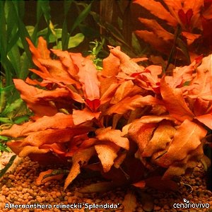 Alternanthera reineckii 'Splendida'