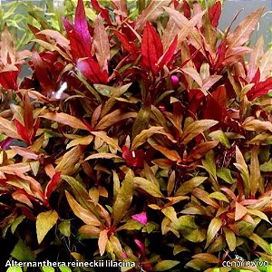 Alternanthera reineckii lilacina