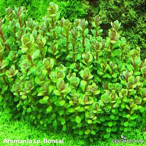 Ammania sp. bonsai