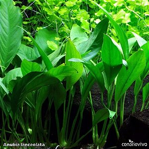 Anubias barteri var. glabra (Anubia Lanceolata)