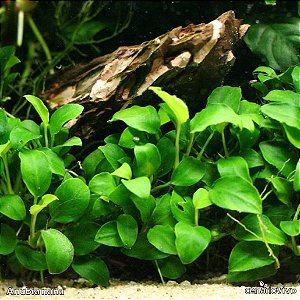 Anubia barteri var. nana (Anubia nana)