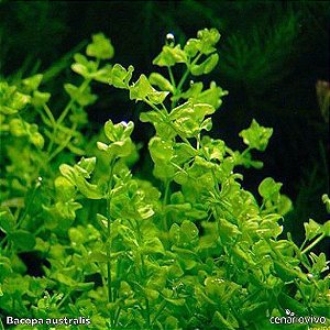 Bacopa australis