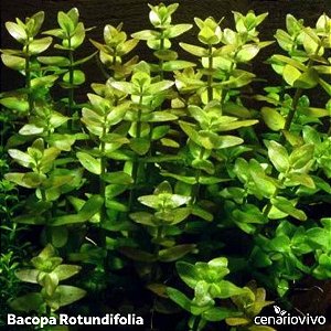 Bacopa rotundifolia